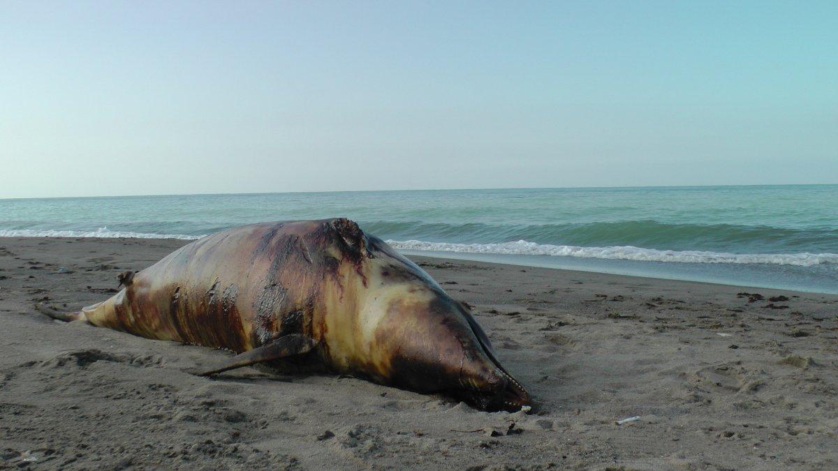 Düzce’de, kurşunlanan yunus balığı kıyıya vurdu