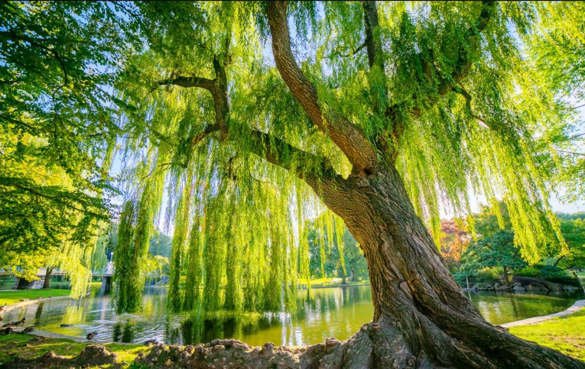 Doğanın mucizesi! Aspirinin ham maddesi bakın hangi ağaçmış...