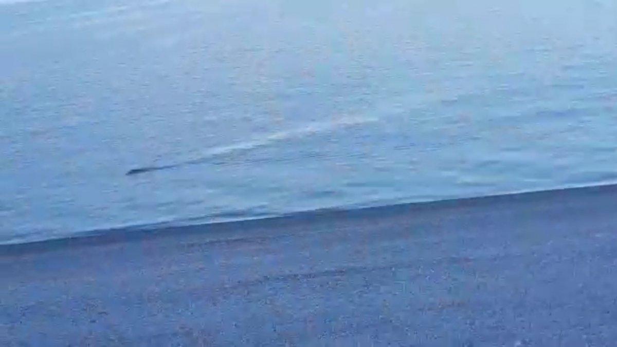 Van’da, gölde yüzen yaban domuzu Van Gölü canavarı zannedildi