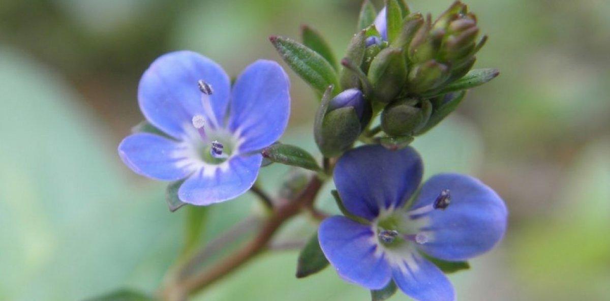 Peryavşan otu nedir