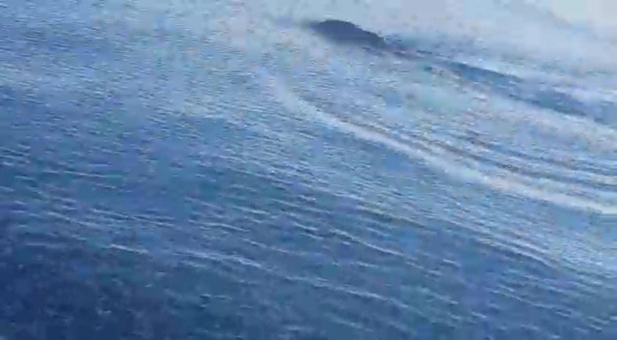 Van’da, gölde yüzen yaban domuzu Van Gölü canavarı zannedildi