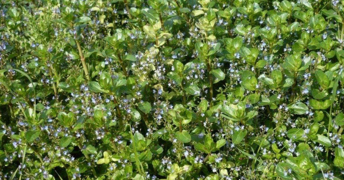 Peryavşan otu nedir