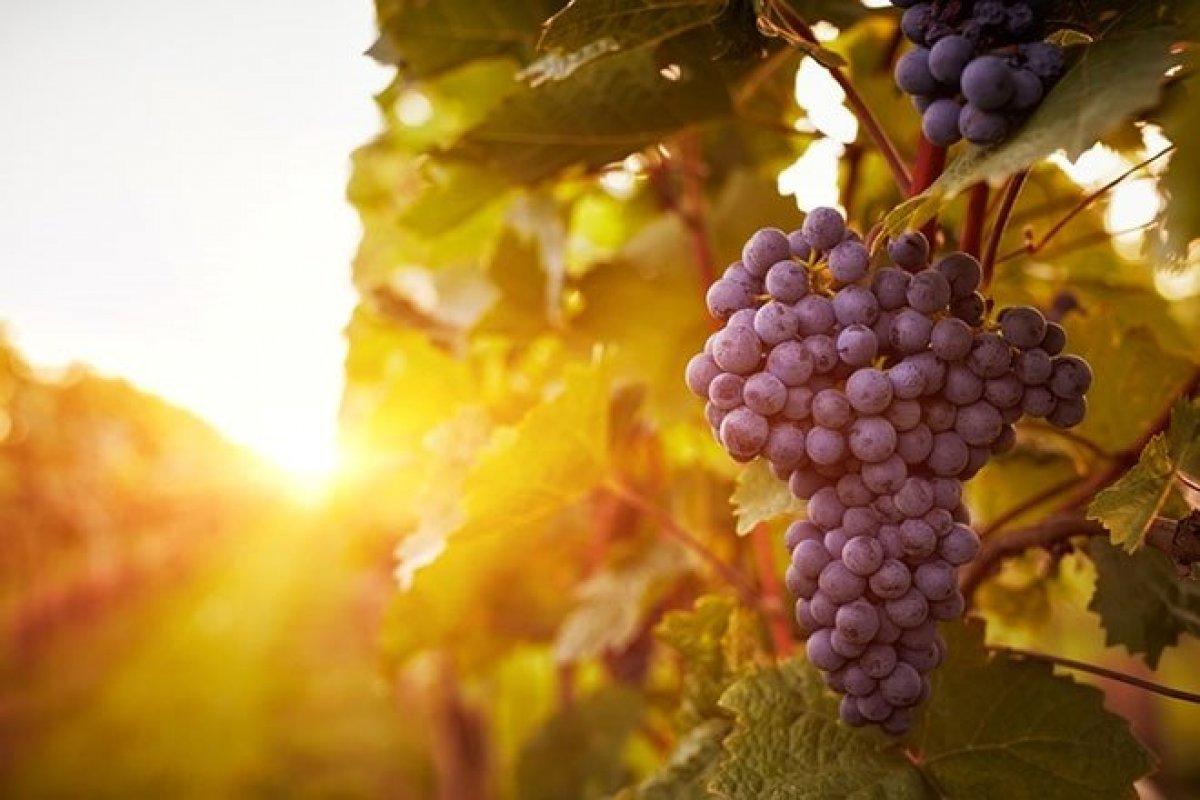 Kur'ân-ı Kerim'de adı geçen mucizevi besinler ve faydaları