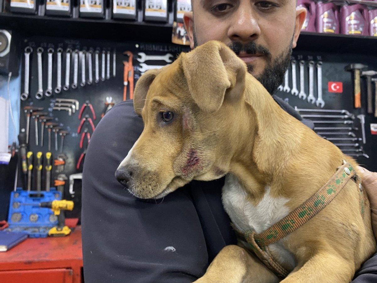 Ümraniye’de, 3 aylık köpeği ezip yoluna devam etti