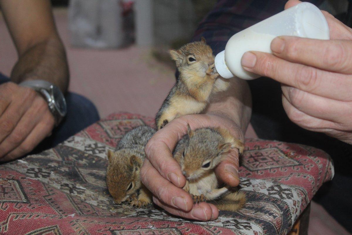 Adıyaman'da bulduğu yavru sincapları biberonla besleyerek bakıyor