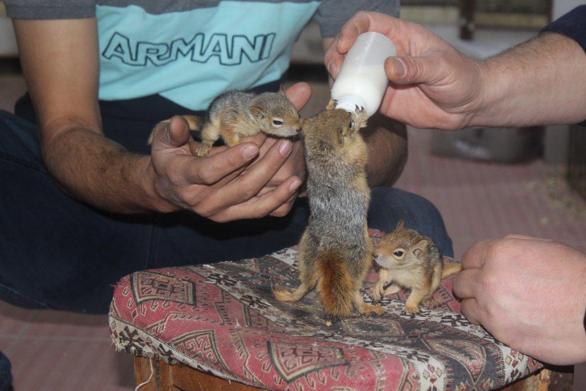 Adıyaman'da bulduğu yavru sincapları biberonla besleyerek bakıyor