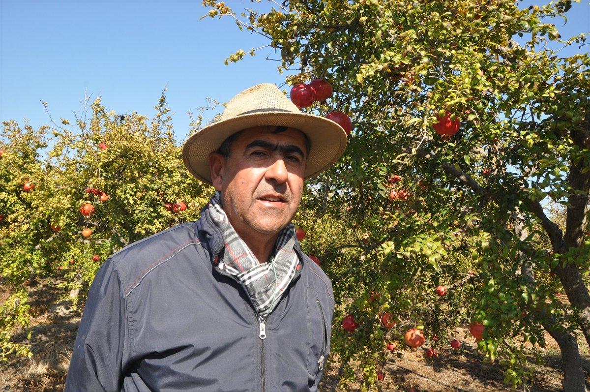 Dalyan narı dalında alıcı buluyor