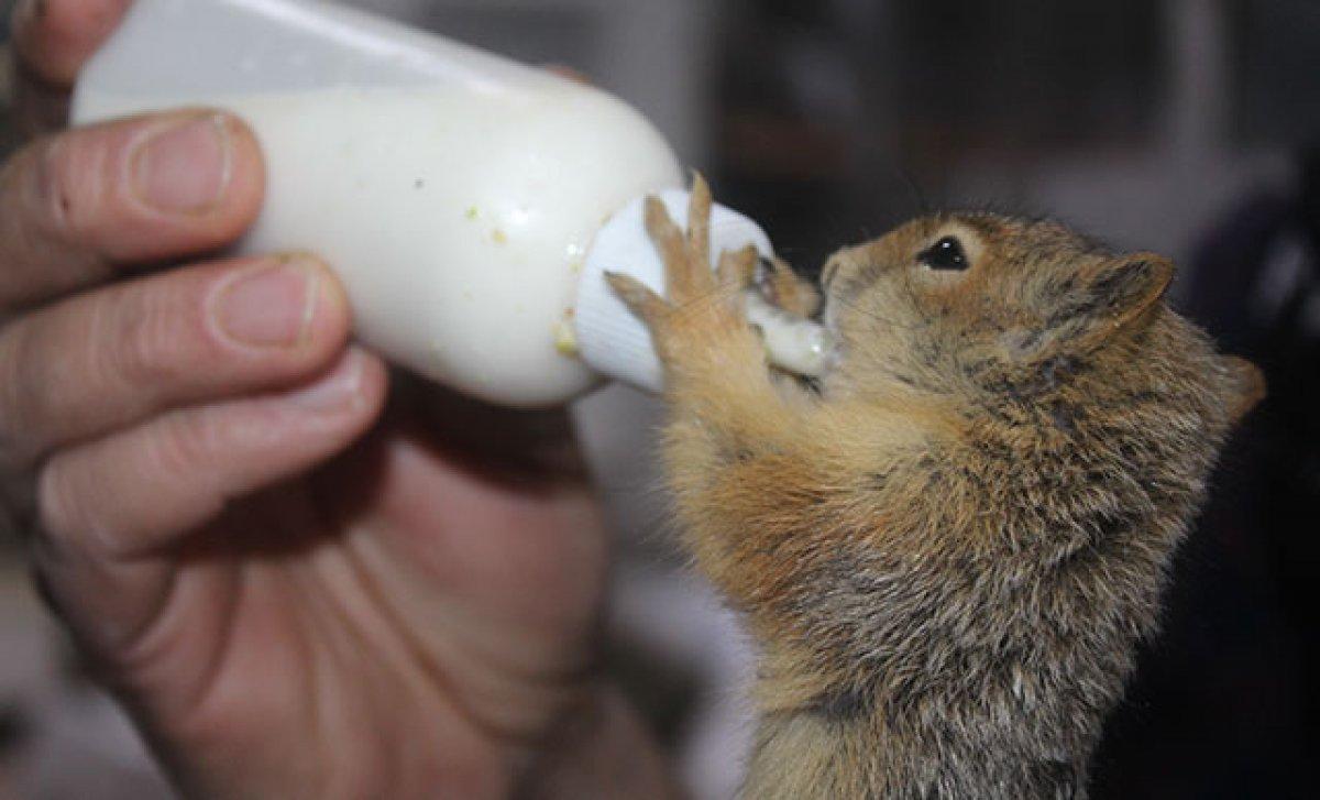 Adıyaman'da bulduğu yavru sincapları biberonla besleyerek bakıyor