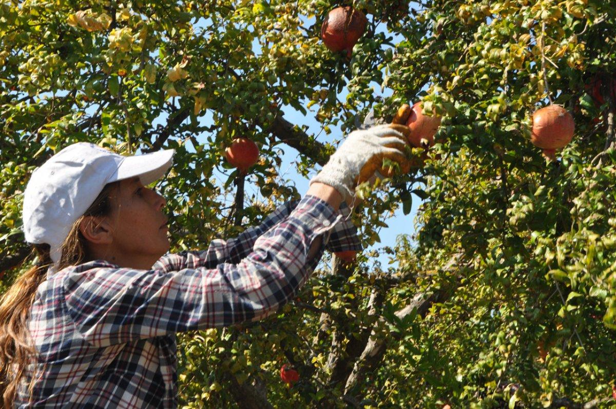Dalyan narı dalında alıcı buluyor