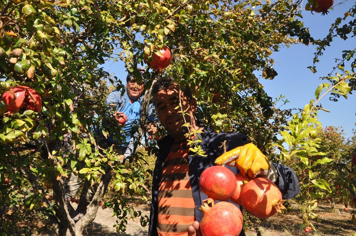 Dalyan narı dalında alıcı buluyor