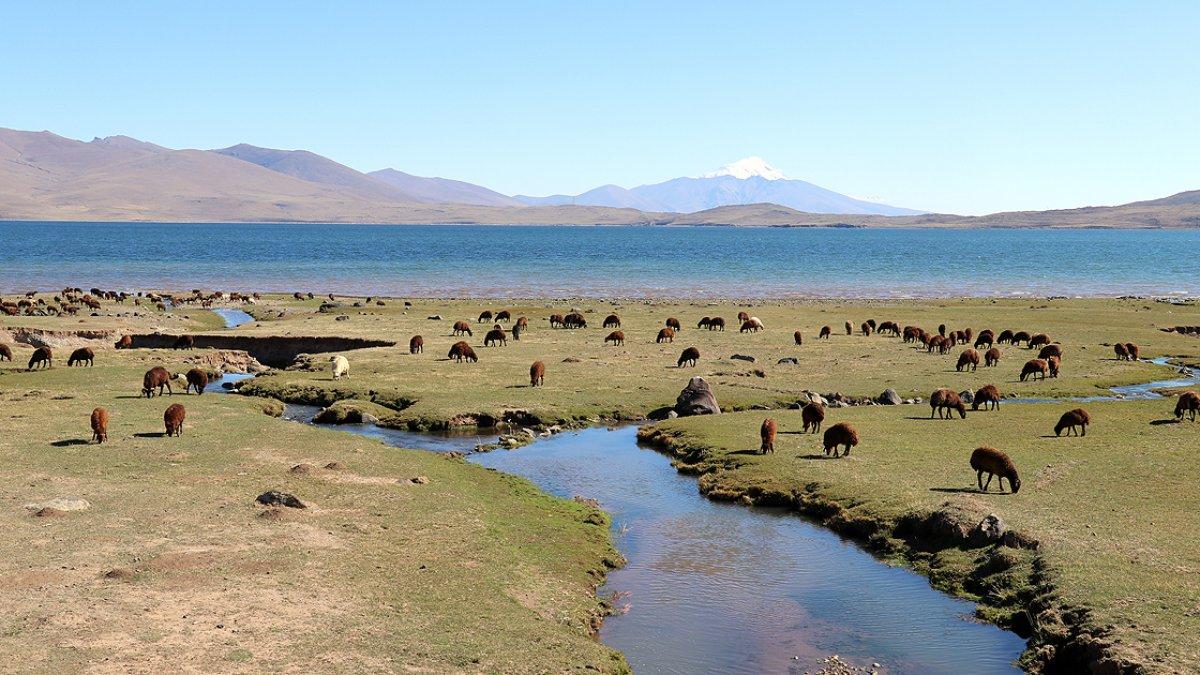 Ağrı yaylalarında çobanların dönüş hazırlığı