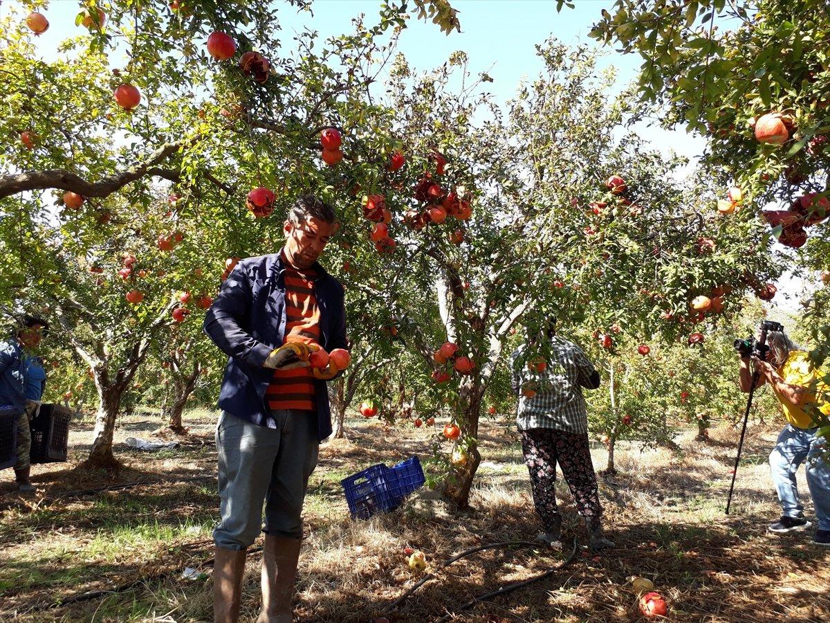 Dalyan narı dalında alıcı buluyor