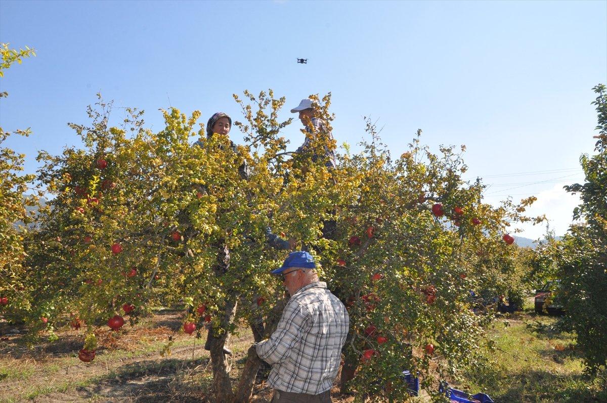 Dalyan narı dalında alıcı buluyor