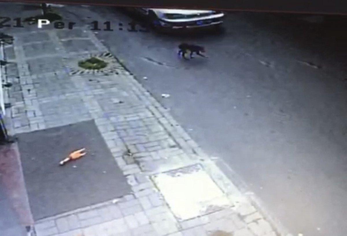 Ümraniye’de, 3 aylık köpeği ezip yoluna devam etti