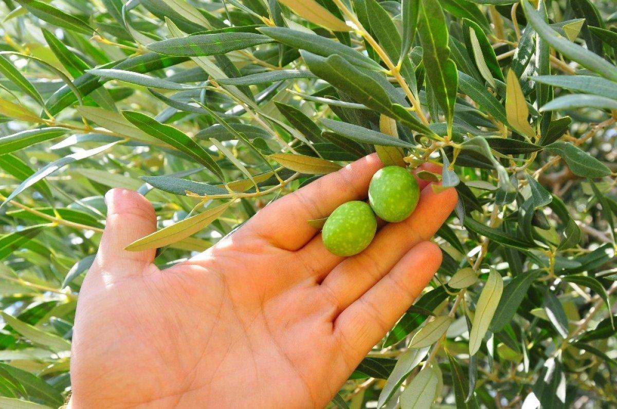 Zeytin ihracatı