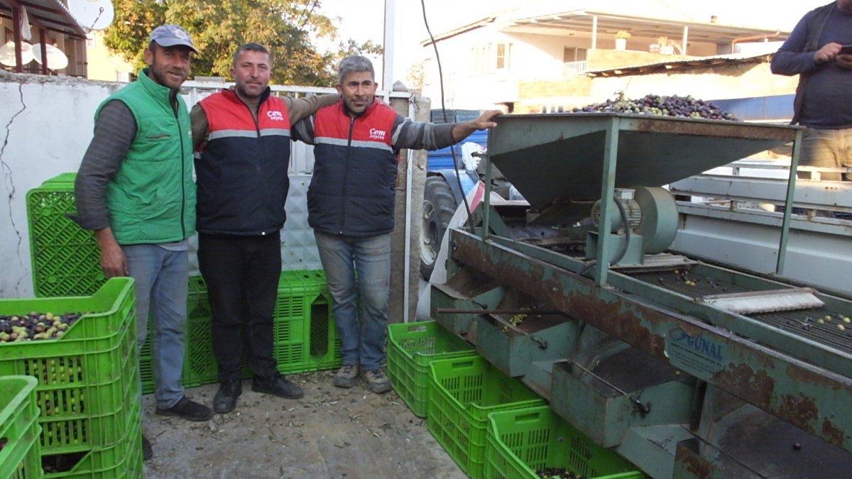 Yeşil zeytin alımları başladı