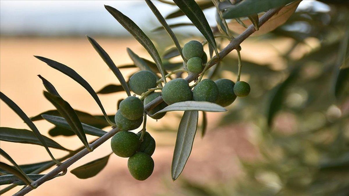 Zeytin