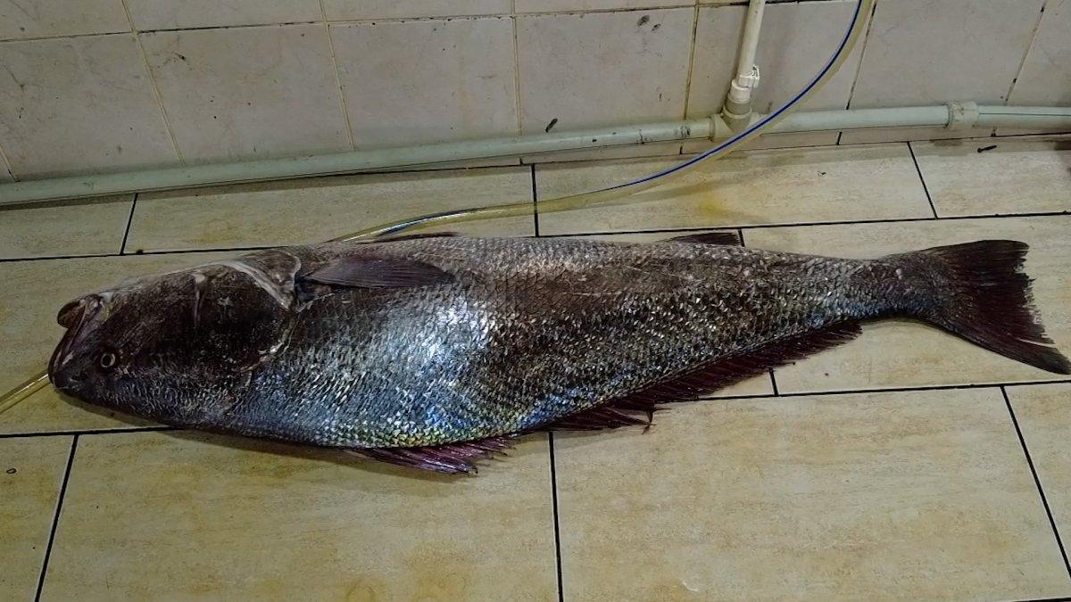 Foça'da balık bolluğu