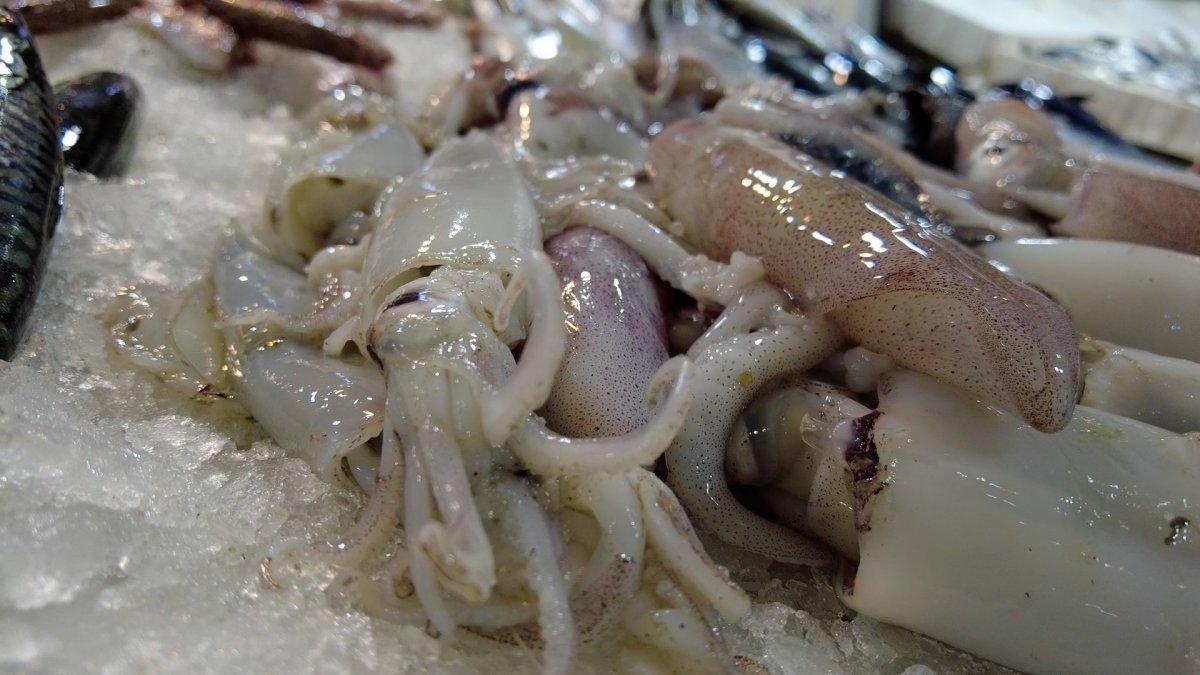 Foça'da balık bolluğu