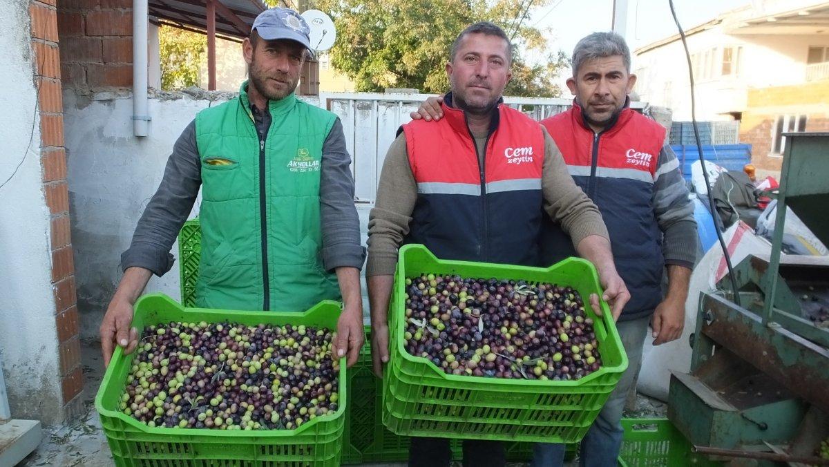 Yeşil zeytin alımları başladı