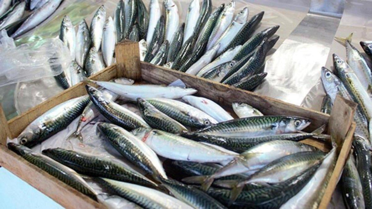 Kasımın en lezzetlisi: Uskumru balığının faydaları