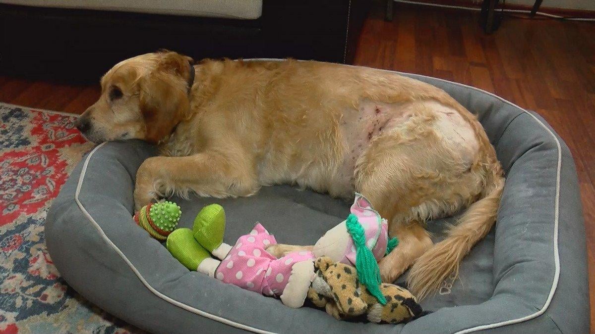 Kadıköy'de belediyenin almadığı saldırgan köpek, başka bir köpeğe saldırdı