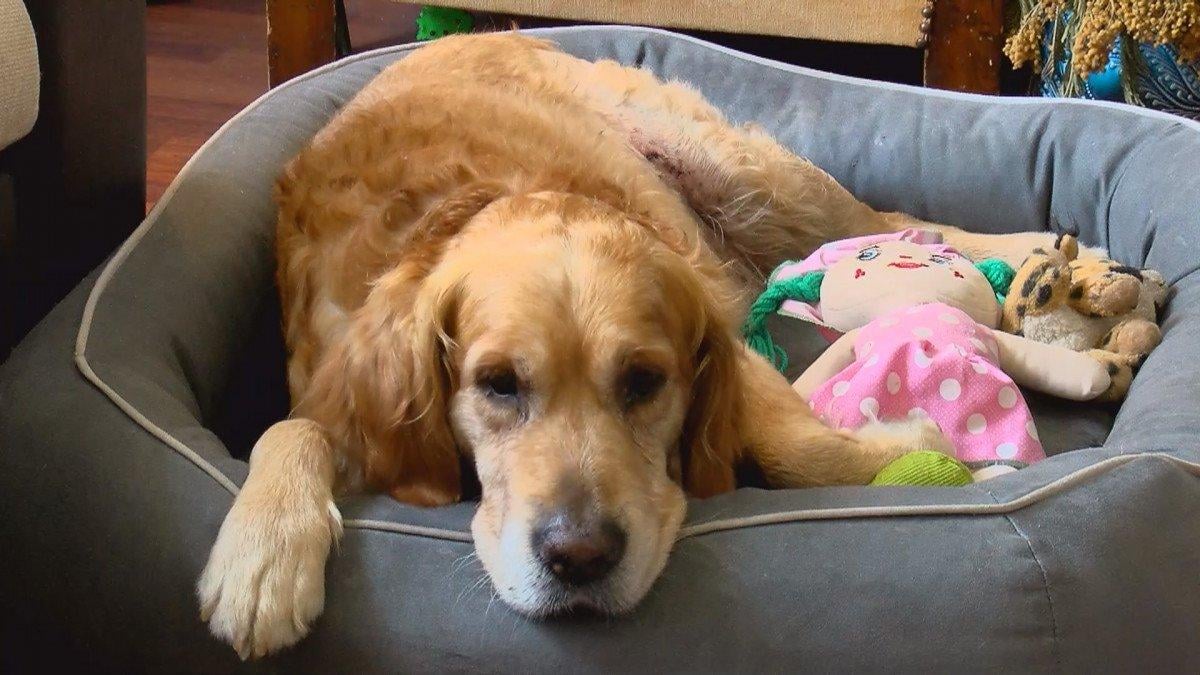 Kadıköy'de belediyenin almadığı saldırgan köpek, başka bir köpeğe saldırdı