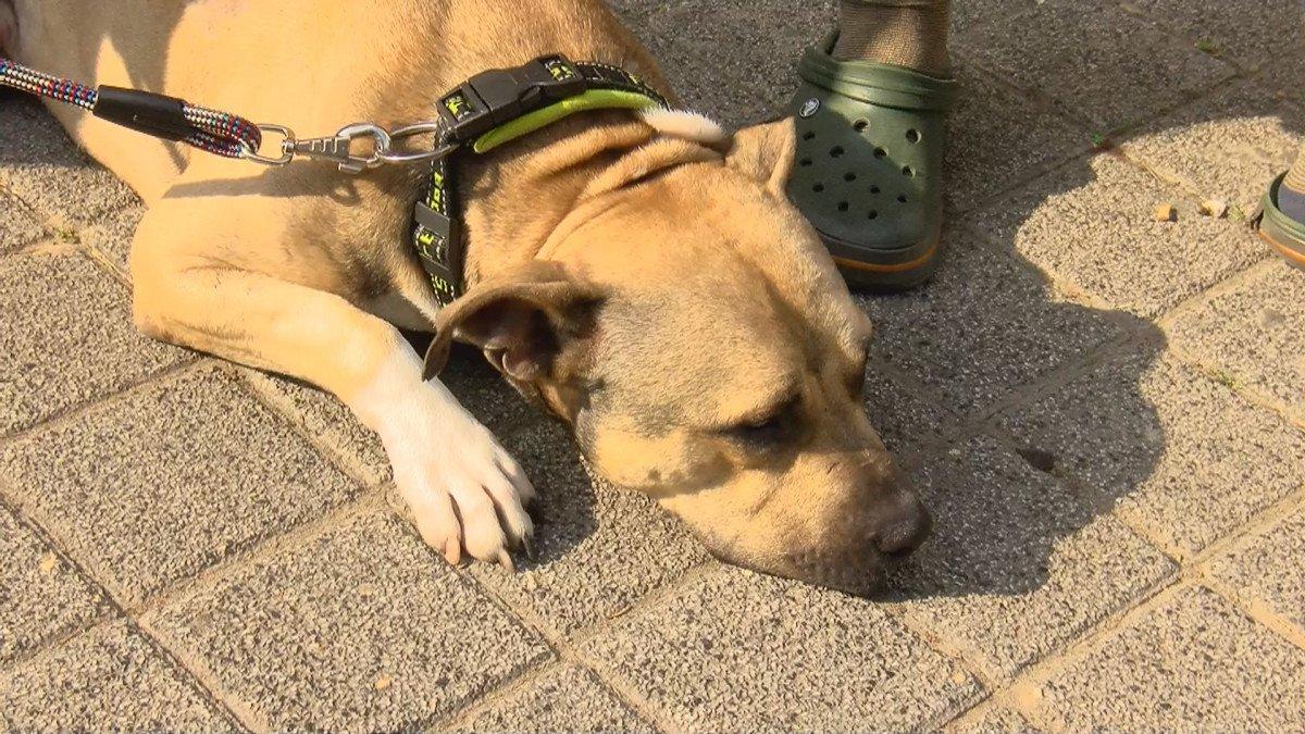 Kadıköy'de belediyenin almadığı saldırgan köpek, başka bir köpeğe saldırdı