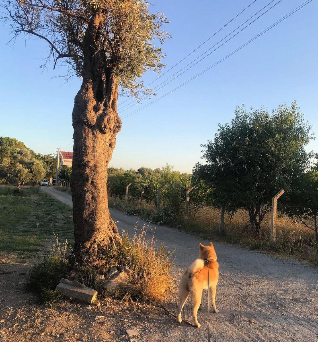 Oyuncu İclal Aydın, sokak köpeklerinin saldırısına uğradı