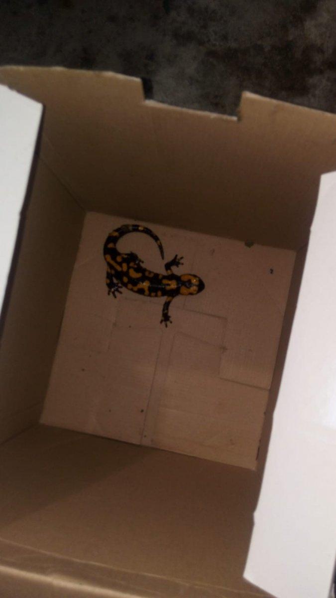 Adana'da nesli tükenmekte olan Türk semenderi görüldü