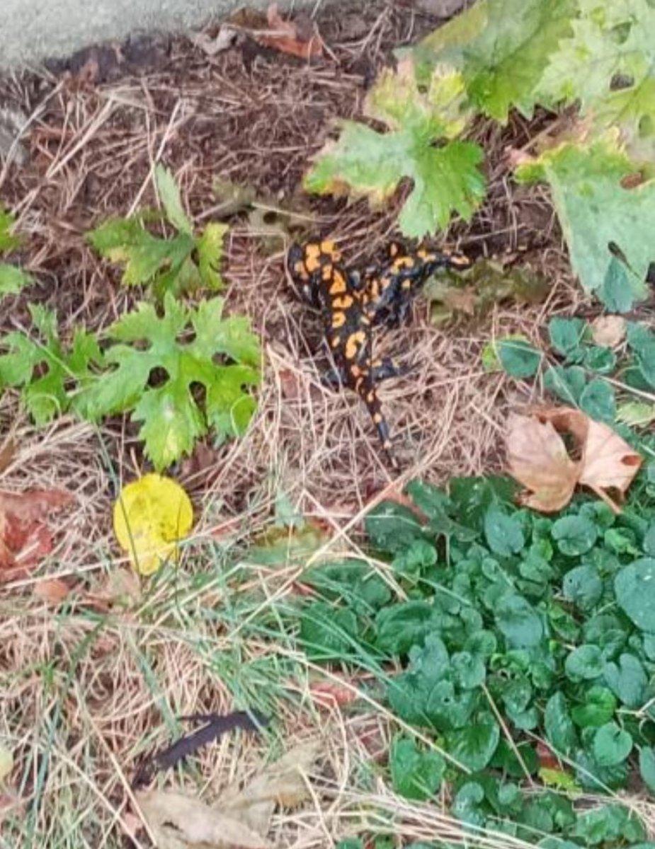 Adana'da nesli tükenmekte olan Türk semenderi görüldü
