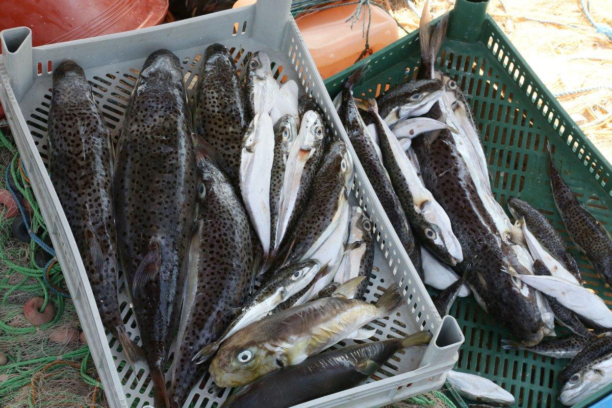 Akdeniz’de popülasyonu artan balon balığı, olta balıkçılığını etkiledi