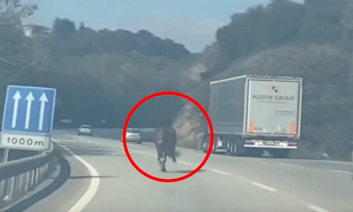 Bursa'da karayoluna koşan at