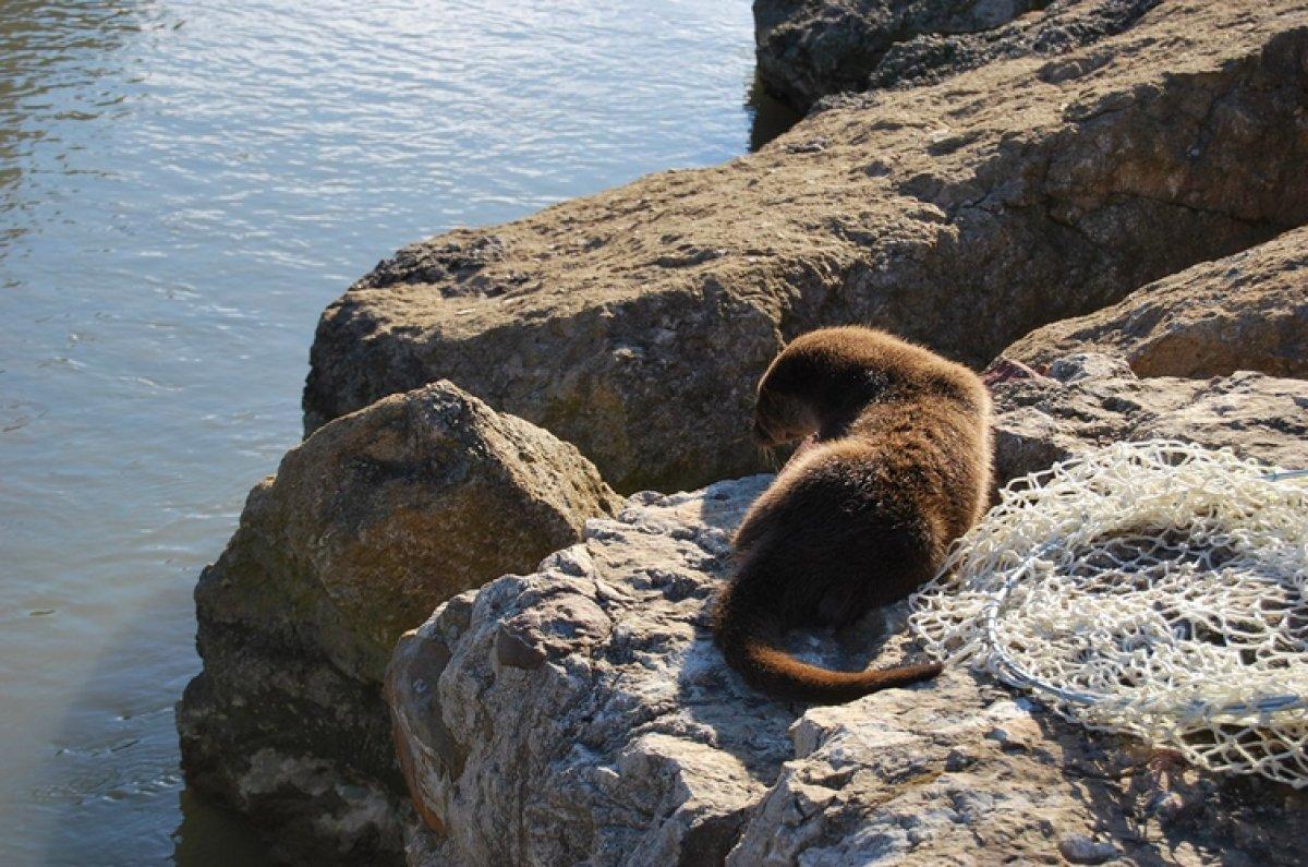 Muğla'da su samuru tüfekle ateş edilerek öldürüldü 