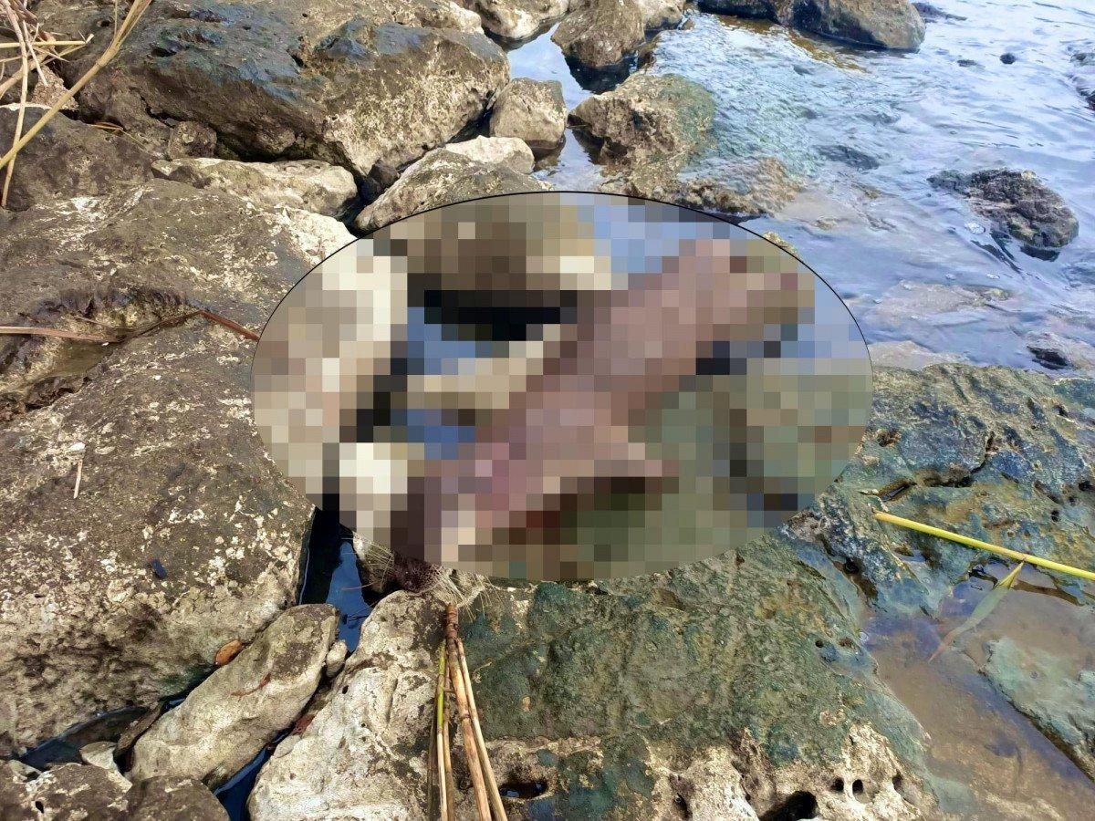 Muğla'da su samuru tüfekle ateş edilerek öldürüldü 