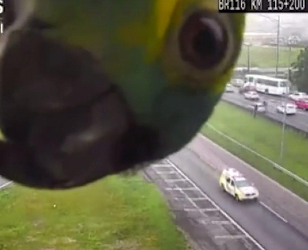 Brezilya'da papağanın sevimli halleri kamerada