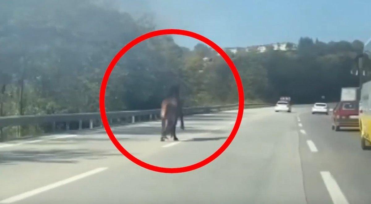 Bursa'da karayoluna koşan at