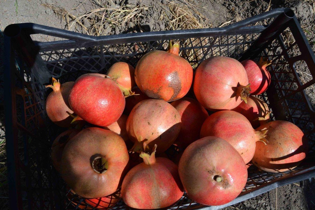 Nar hasadı verimli geçti