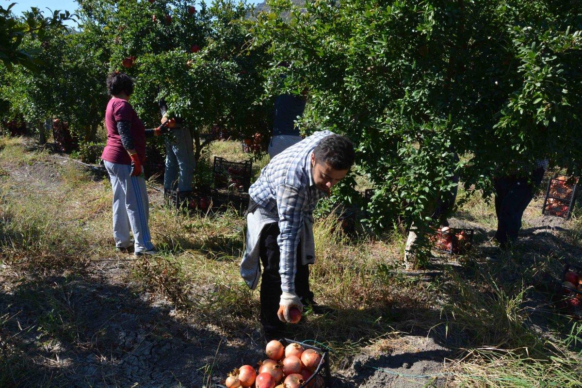 Nar hasadı verimli geçti