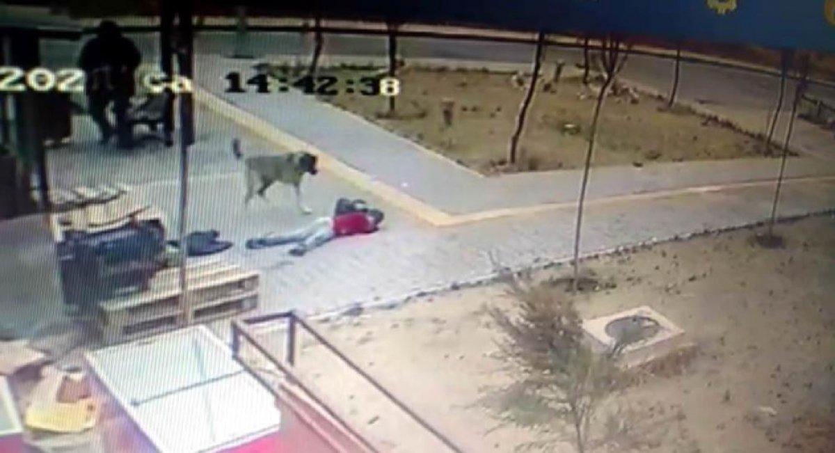 Kayseri'de köpek saldırısı