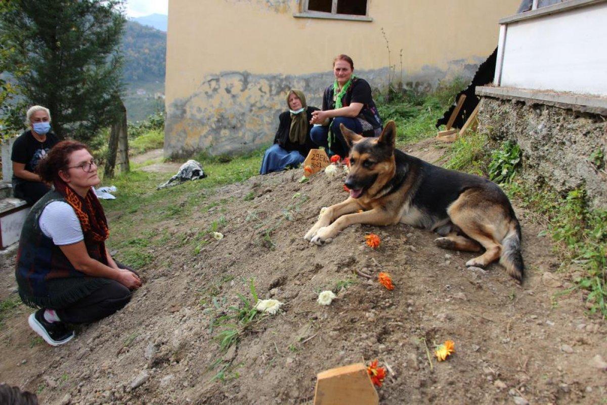 Trabzon'da ölen sahibinin mezarından ayrılmayan köpek