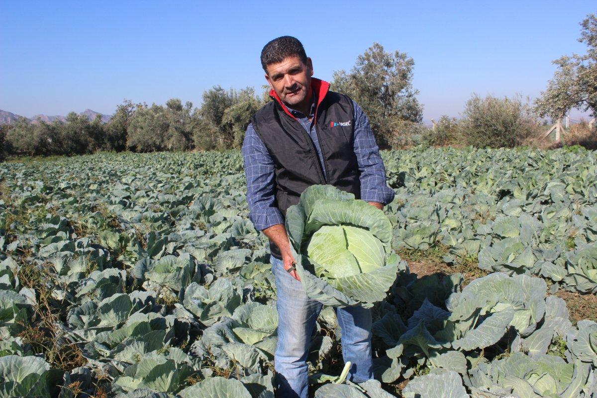 Salihli'de kışlık sebze yetişiyor