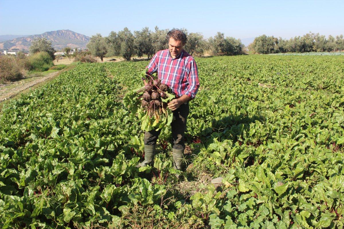 Salihli'de kışlık sebze yetişiyor