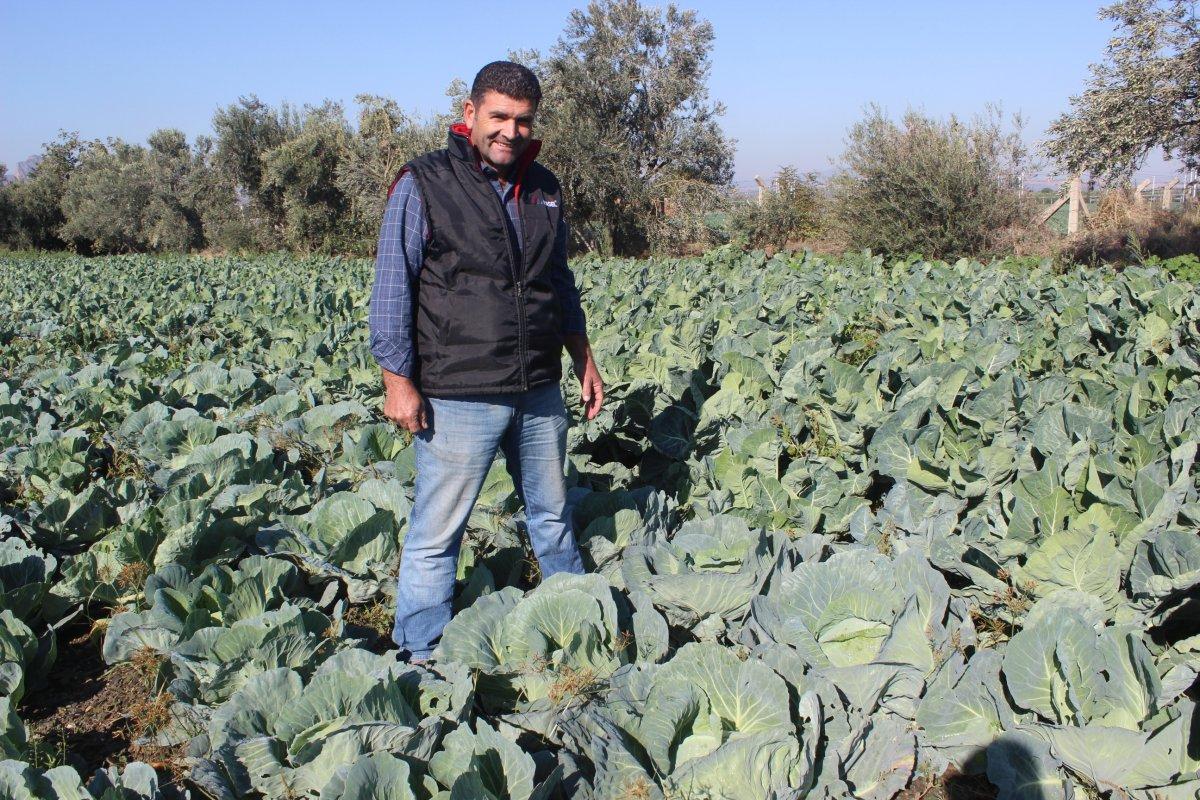 Salihli'de kışlık sebze yetişiyor