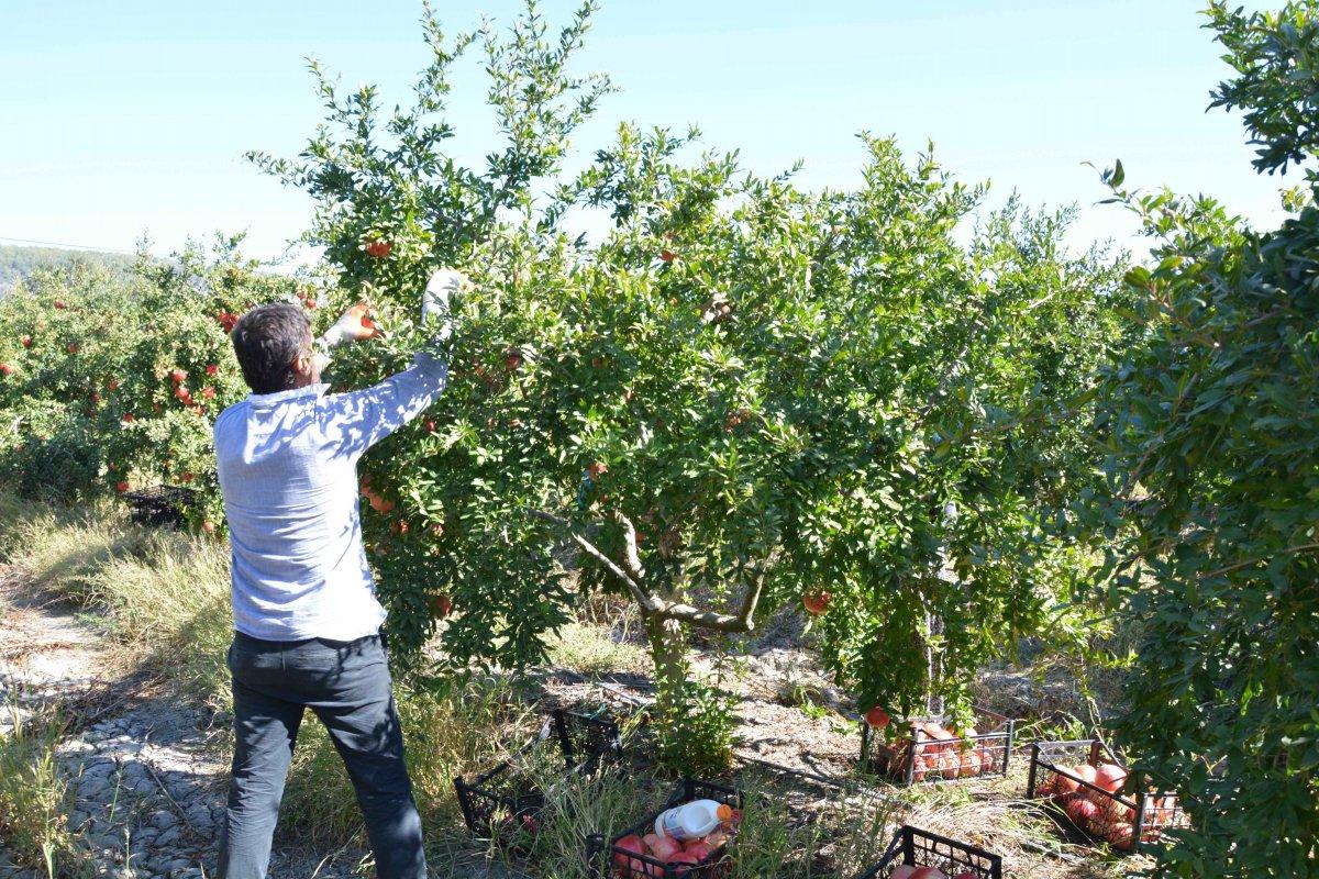 Nar hasadı verimli geçti