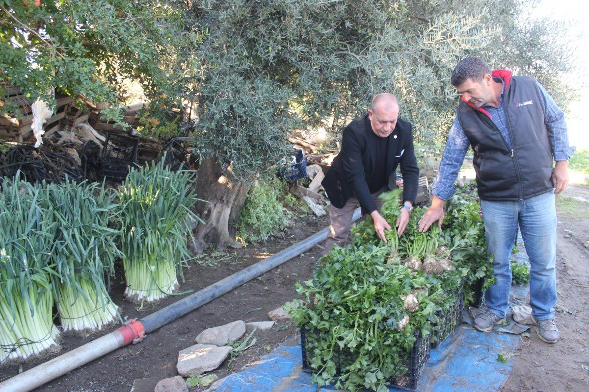 Salihli'de kışlık sebze yetişiyor