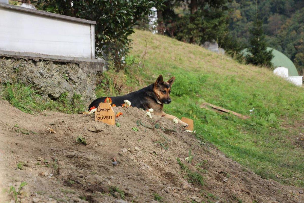 Trabzon'da ölen sahibinin mezarından ayrılmayan köpek