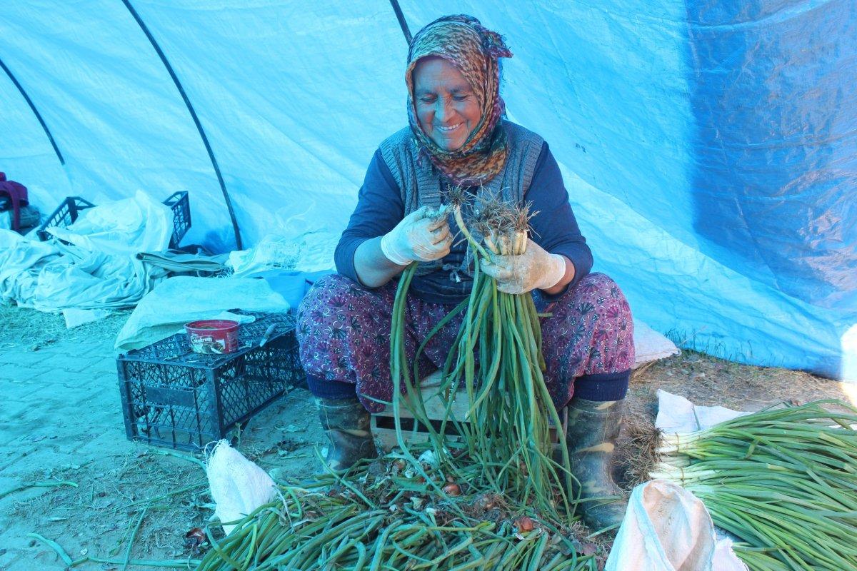 Salihli'de kışlık sebze yetişiyor