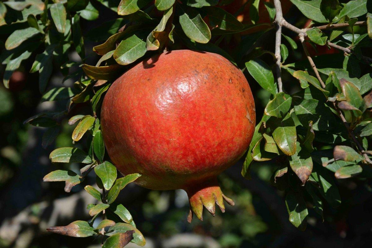 Nar hasadı verimli geçti