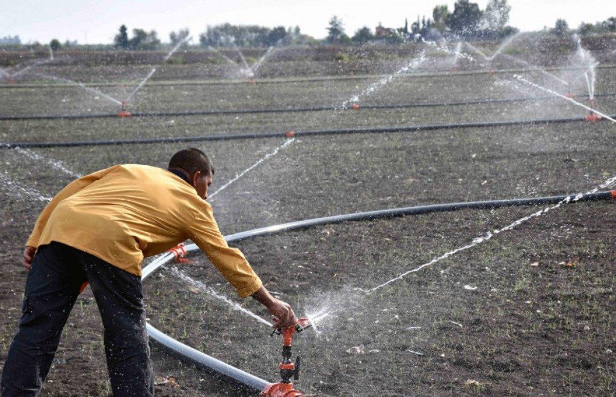 Hükümlüler, tarlada ekonomiye katkı sağlıyor